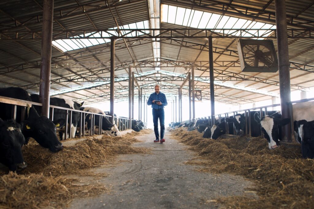 ondes électromagnétiques vaches tuées