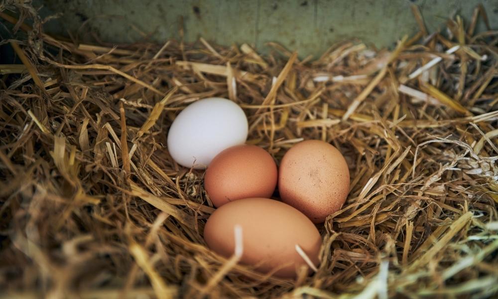 Des poules qui ne pondent plus à cause des ondes électromagnétiques